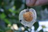 image of Physalis 