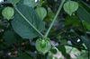 image of Physalis 
