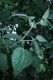 image of Physalis 