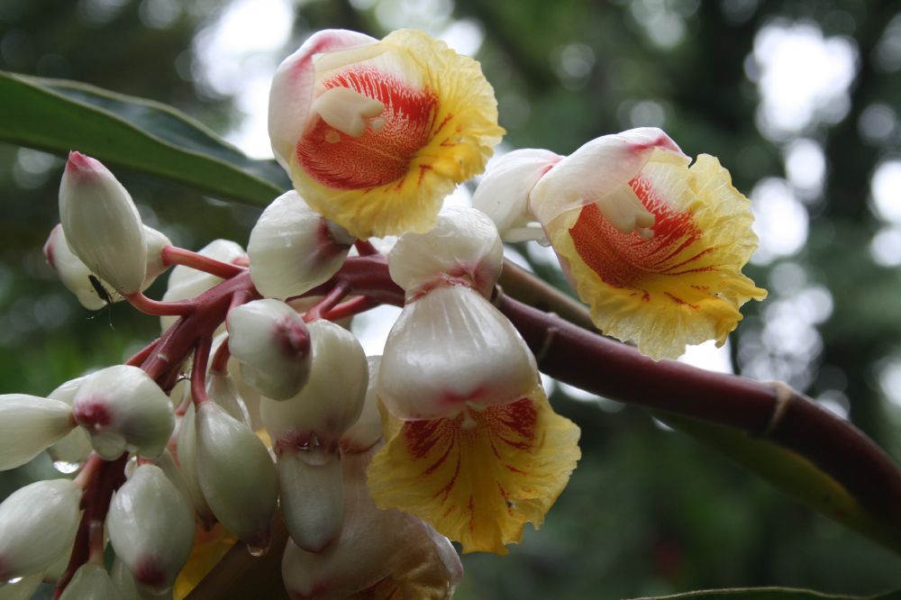 Zingiberaceae Alpinia zerumbet