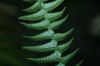 image of Nephrolepis undulata