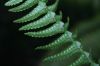 image of Nephrolepis undulata