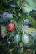 image of Solanum betaceum