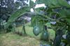image of Solanum betaceum