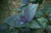 image of Solanum betaceum