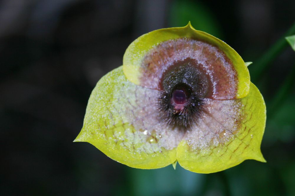 Orchidaceae Telipogon 