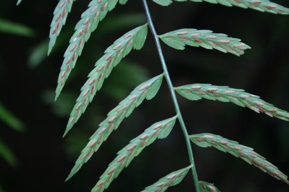 Aspleniaceae Asplenium auritum