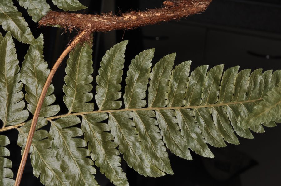 Dryopteridaceae Polybotrya osmundacea