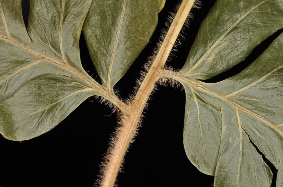 Dryopteridaceae Polybotrya osmundacea