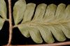 image of Polybotrya osmundacea