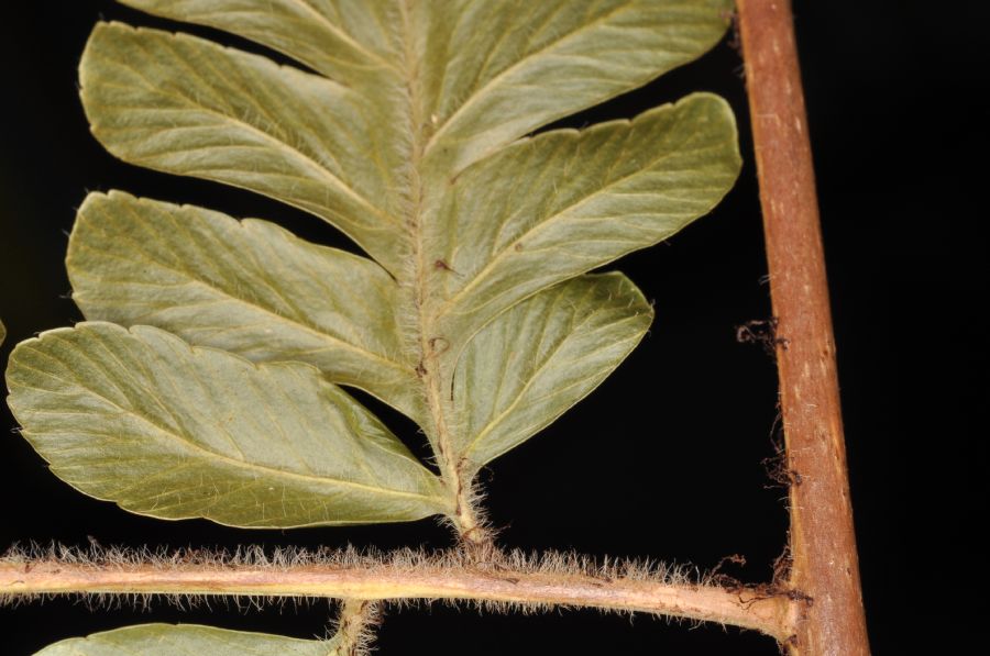 Dryopteridaceae Polybotrya osmundacea