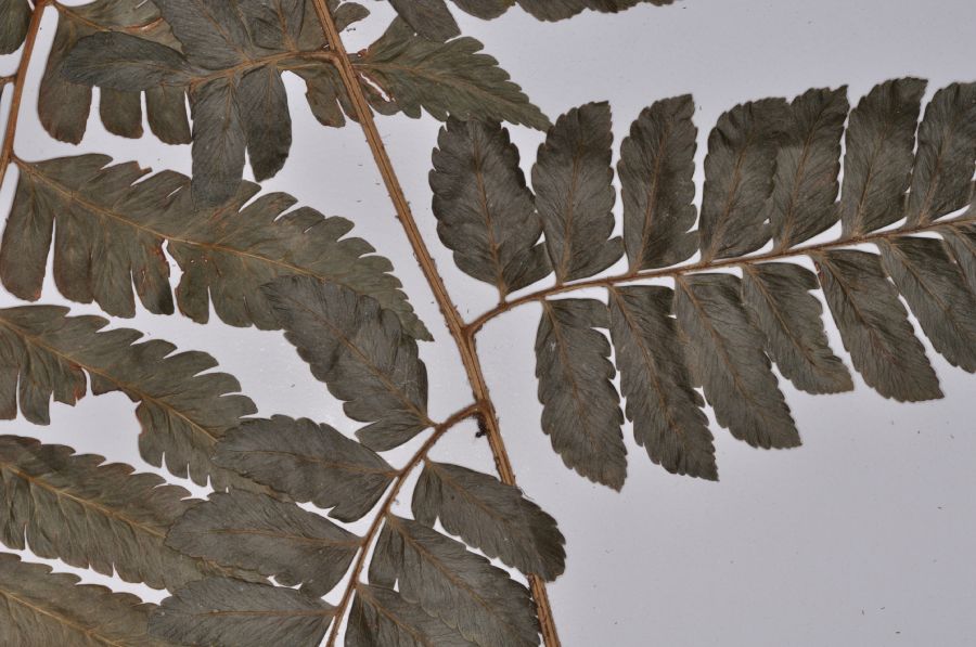 Dryopteridaceae Polybotrya sessilisora