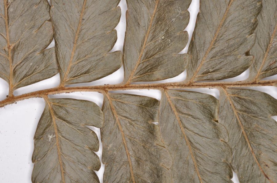 Dryopteridaceae Polybotrya sessilisora