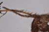 image of Polybotrya sessilisora
