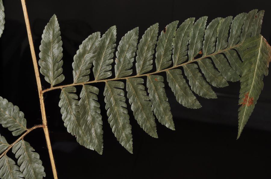 Dryopteridaceae Polybotrya osmundacea