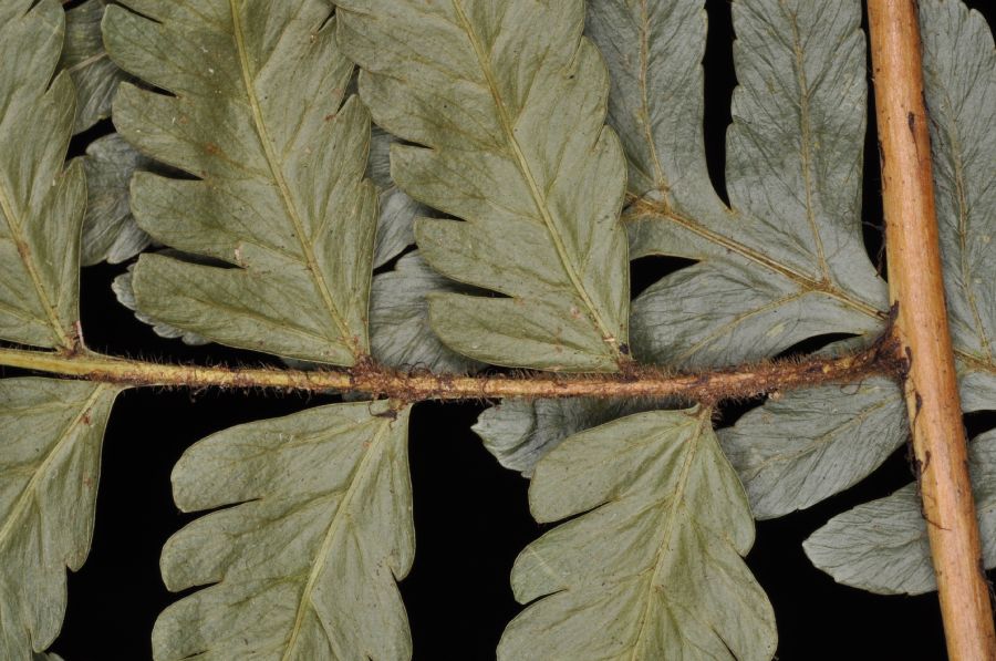 Dryopteridaceae Polybotrya osmundacea
