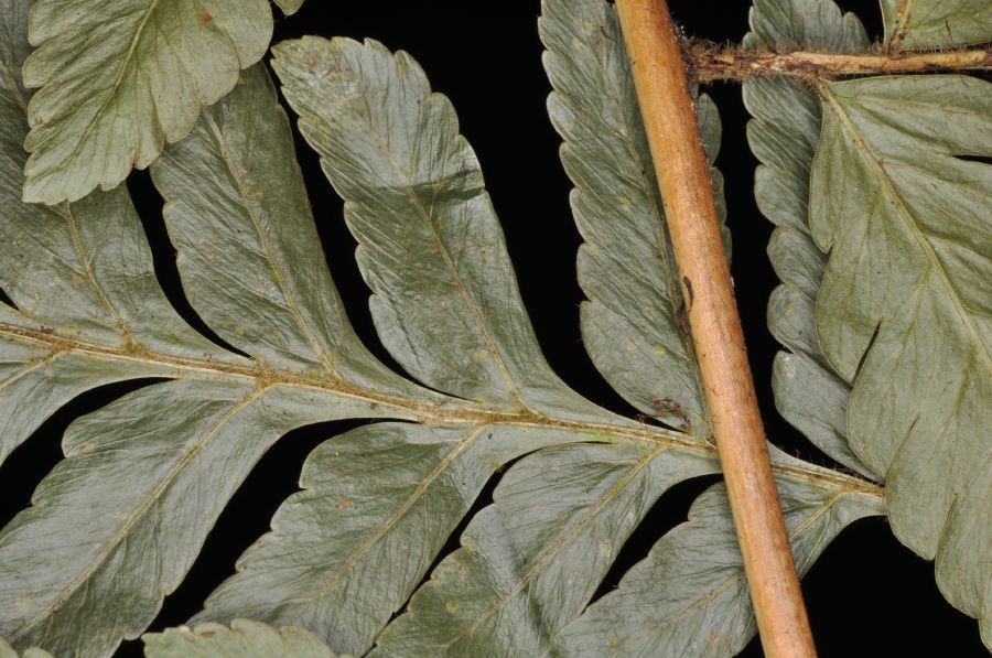 Dryopteridaceae Polybotrya osmundacea