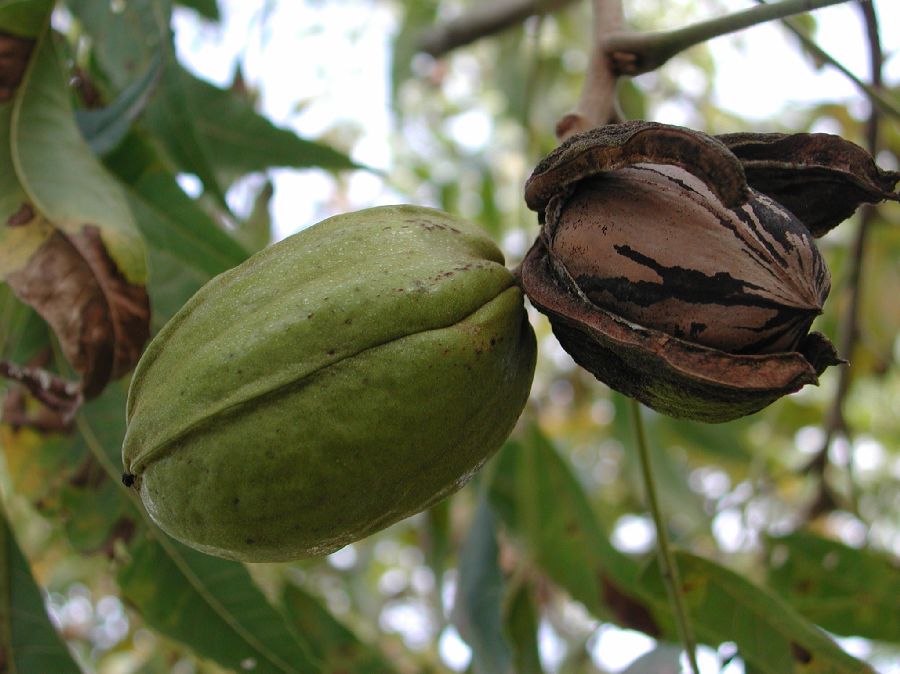 Juglandaceae Carya illinoensis