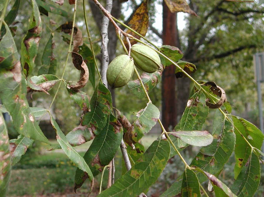 Juglandaceae Carya illinoensis