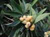 image of Eriobotrya japonica