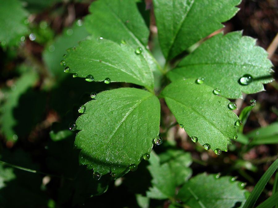 Rosaceae Fragaria virginiana