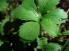 image of Fragaria virginiana