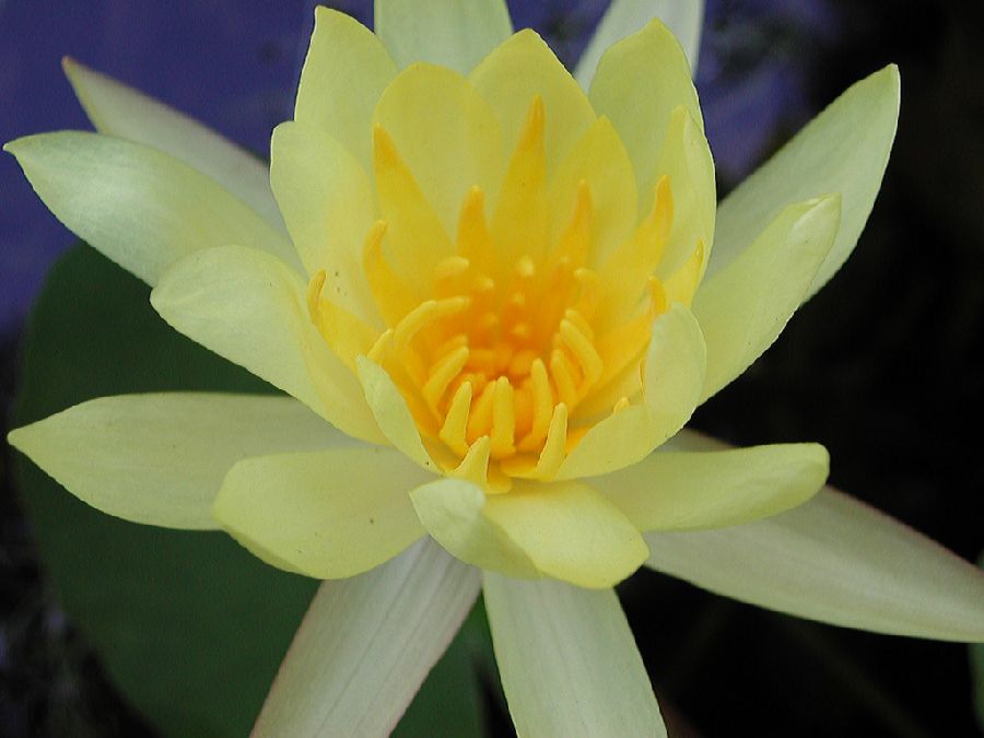 Nymphaeaceae Nymphaea 