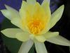 image of Nymphaea 