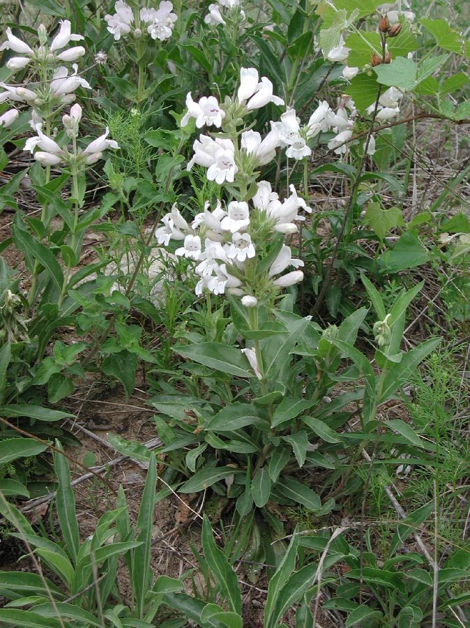 Plantaginaceae Penstemon 