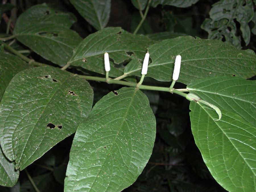 Piperaceae Piper 