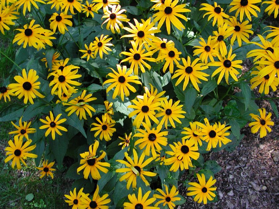 Asteraceae Rudbeckia 