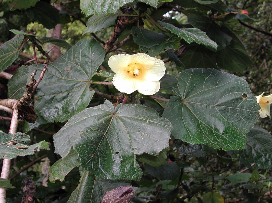 Malvaceae Wercklea 