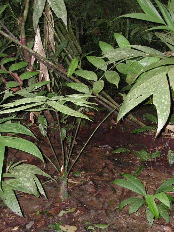 Zamiaceae Zamia neurophyllidia