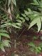 image of Zamia neurophyllidia