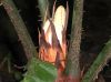 image of Zamia neurophyllidia