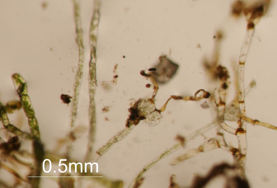 Schizaeaceae Schizaea pusilla