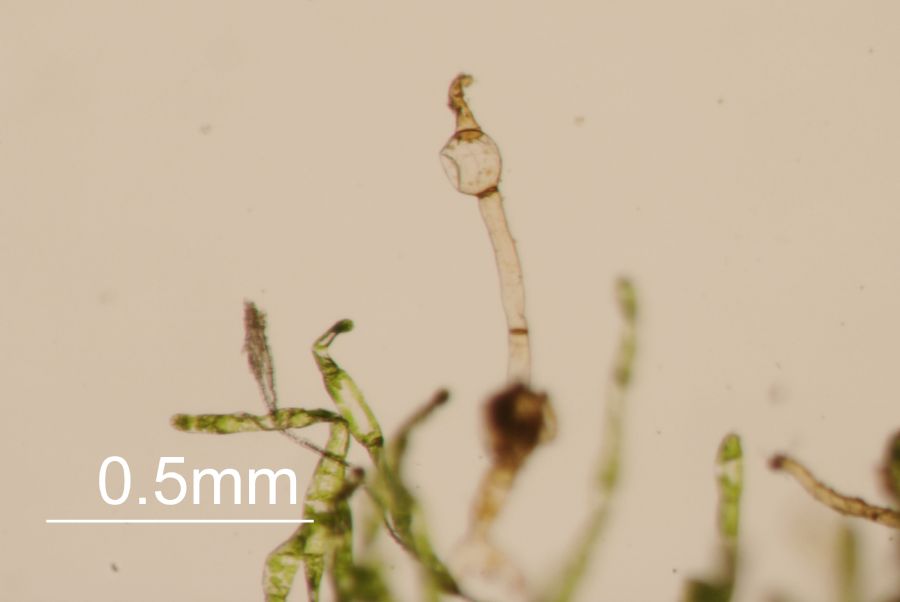 Schizaeaceae Schizaea pusilla