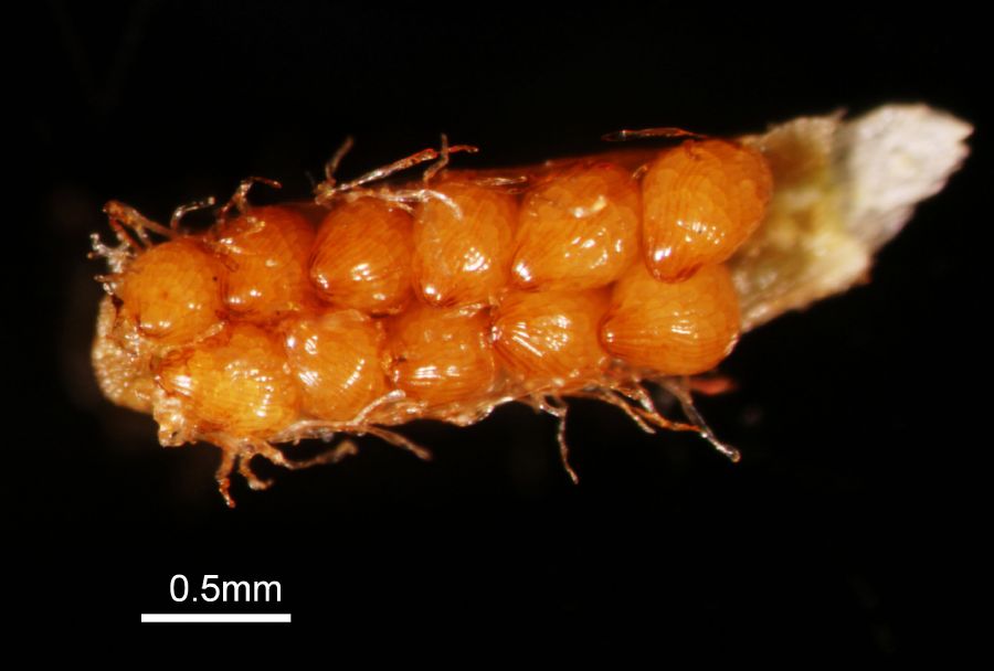 Schizaeaceae Schizaea pusilla