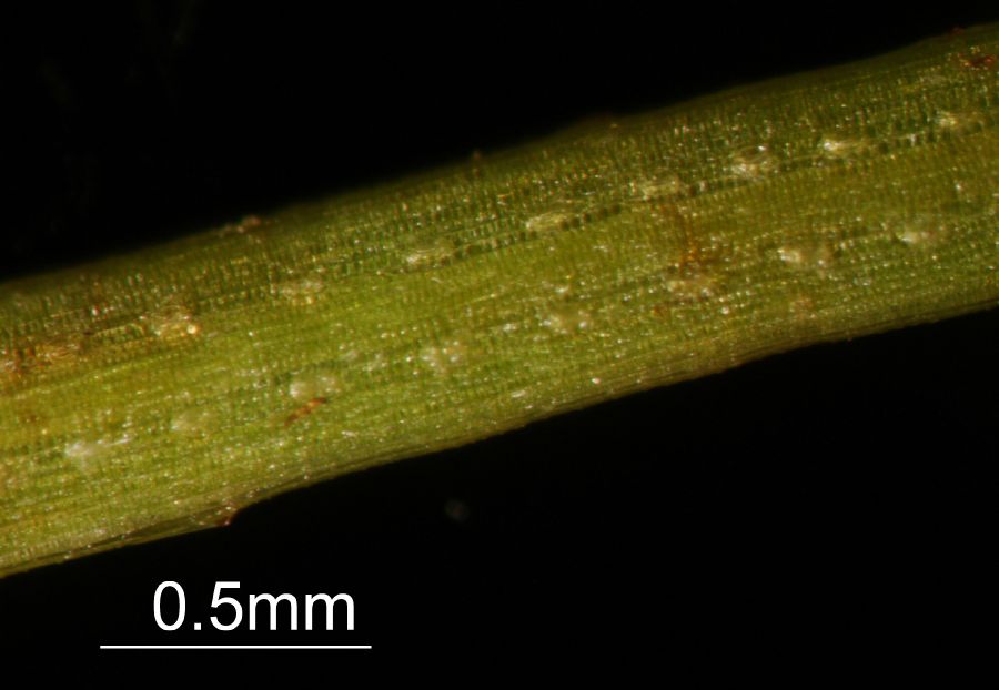 Schizaeaceae Schizaea pusilla