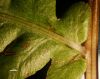 image of Anchistea virginica