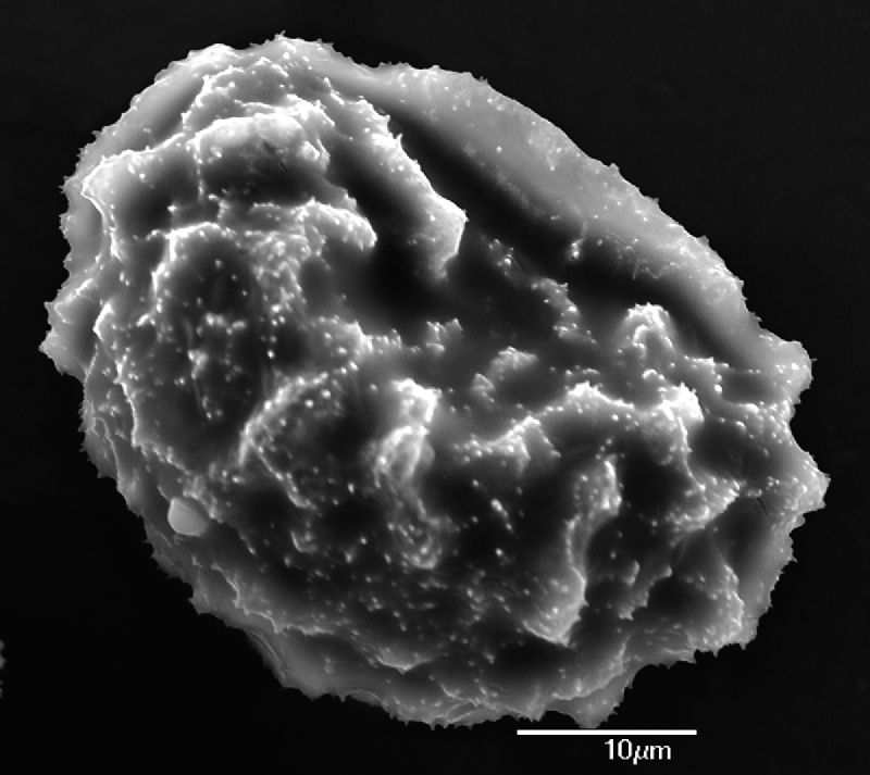Dryopteridaceae Elaphoglossum acrostichoides