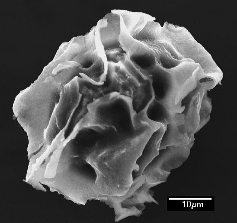 Dryopteridaceae Elaphoglossum aemulum