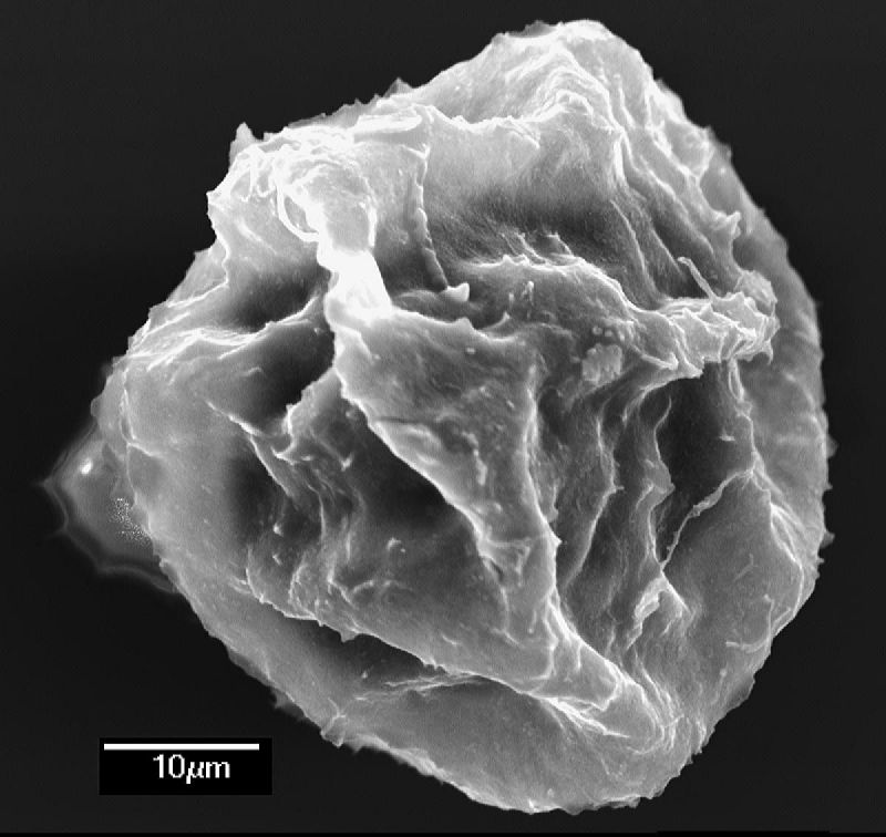 Dryopteridaceae Elaphoglossum aemulum