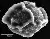 image of Elaphoglossum auricomum