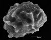 image of Elaphoglossum conspersum