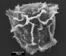 image of Elaphoglossum crassicaule