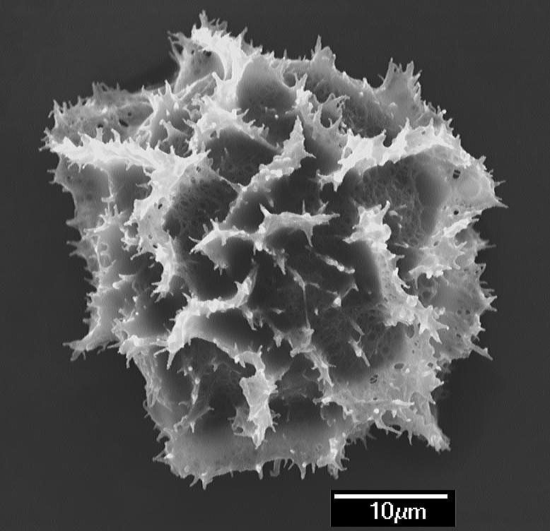 Dryopteridaceae Elaphoglossum crassicaule