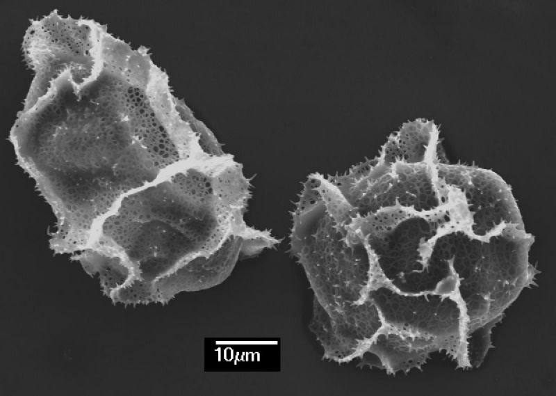 Dryopteridaceae Elaphoglossum crassicaule