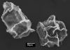 image of Elaphoglossum crassicaule