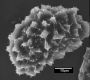 image of Elaphoglossum crassifolium